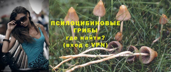 прущие грибы Абинск